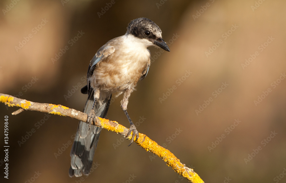 Fototapeta premium Azure-winged magpie. Cyanopica cyanus