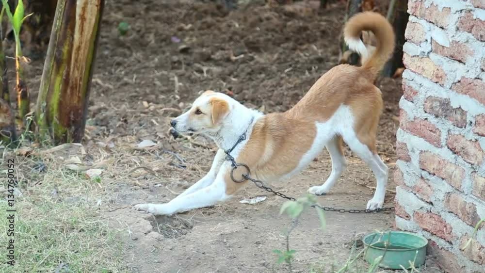 Portrait of brown beautiful big underbred dog with cute face on leash near country house. Real time full hd video footage. Portrait of brown beautiful big underbred dog with cute face on leash near country house. Real time full hd video footage.