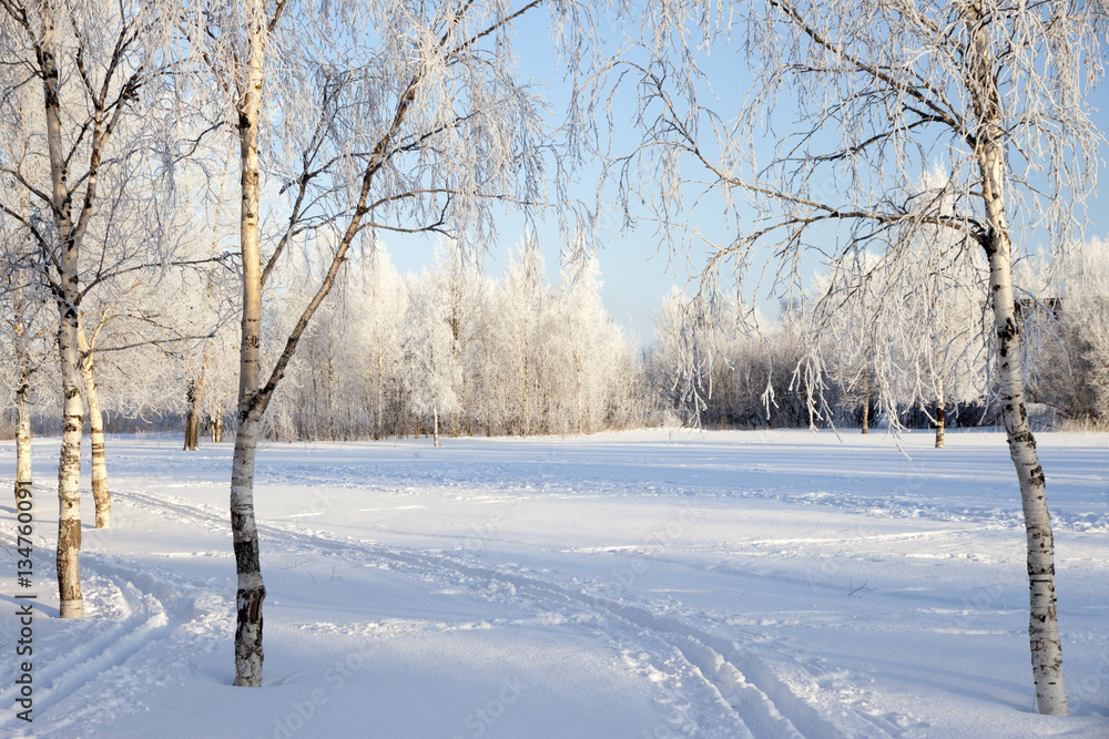 Obraz premium Winter landscape with snow covered trees .