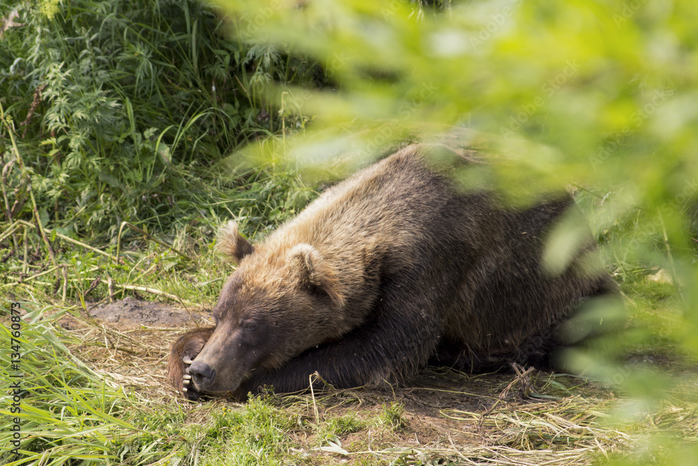 Sad bear lying on the ground. South Kamchatka sanctuary, Kurile lake, Russia Sad bear lying on the ground. South Kamchatka sanctuary, Kurile lake, Russia