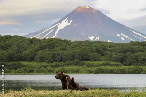 Two bears on the shore of Kurile lake in front of Ilyinsky volcano. South Kamchatka Sanctuary, Russia photo