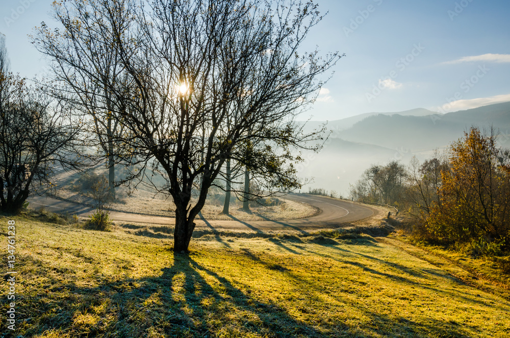 Fototapeta premium Autumn landscape, tree in backlight of the sun, the road leading