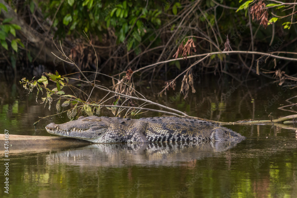 Fototapeta premium American crocodile lying or sleeping on a log in the old Belize