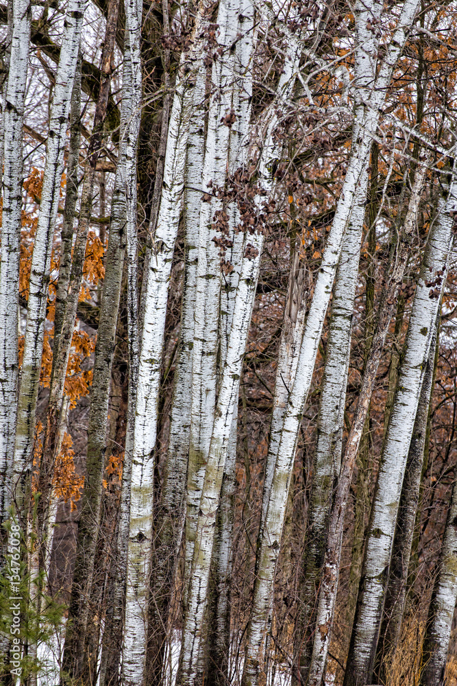 Obraz premium Grouping of Birch Trees
