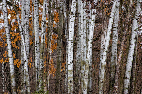 Grouping of Birch Trees