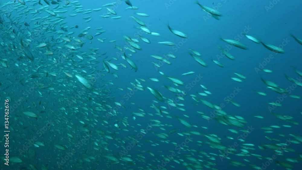 Large shoal of fish ripples and sways, North atlantic , North Carolina, USA, Oct 2016 Large shoal of fish ripples and sways, North atlantic , North Carolina, USA, Oct 2016