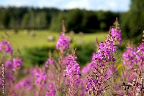       Lila Blumen auf Feld im Sommer  Ugunspuke  