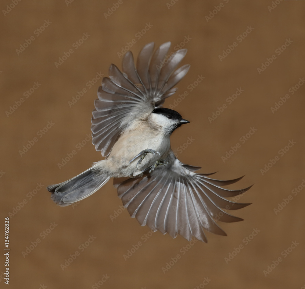 Fototapeta premium Marsh tit, Poecile palustris