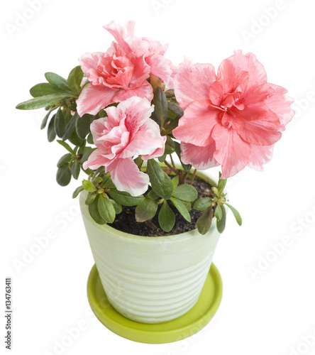 Beautiful azalea blossom in a flower pot