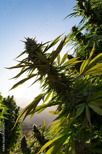 Closeup view of medical marijuana buds.