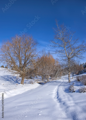 Snow covered park and blue sky in Moscow, Idaho. © Gregory Johnston