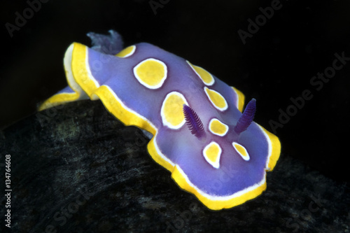 Nudibranco 2 photo