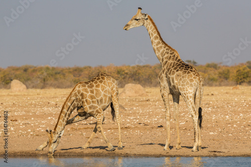 Couple of giraffes drinking at a water pool, Etosha National Park, Namibia