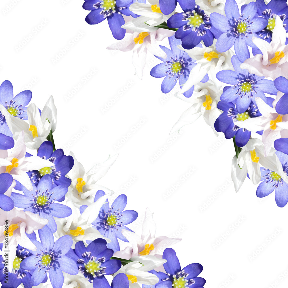 Beautiful spring background with flowers of crocus and hepatica Beautiful spring background with flowers of crocus and hepatica