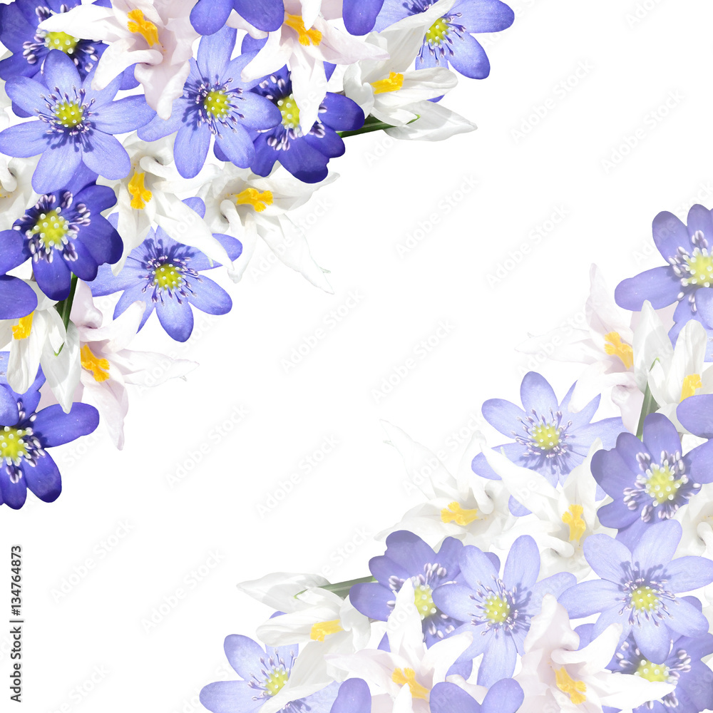 Beautiful spring background with flowers of crocus and hepatica 