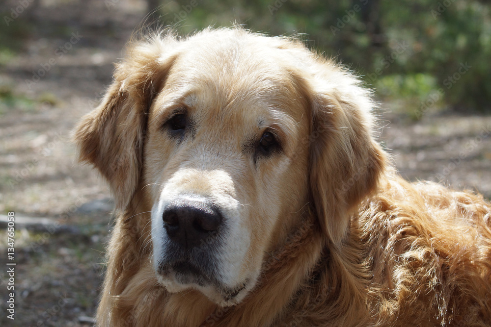 Close-up of a dog breed golden retriever head, looking at the camera, and on background blurred earth Close-up of a dog breed golden retriever head, looking at the camera, and on background blurred earth