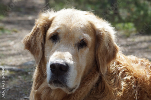 Close-up of a dog breed golden retriever head, looking at the camera, and on background blurred earth