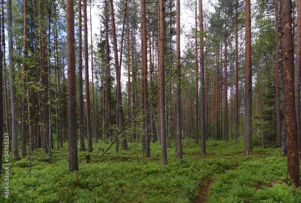 Footpath in a pine forest, a lot of greenery on the ground, straight trunks of pine trees, summer Footpath in a pine forest, a lot of greenery on the ground, straight trunks of pine trees, summer