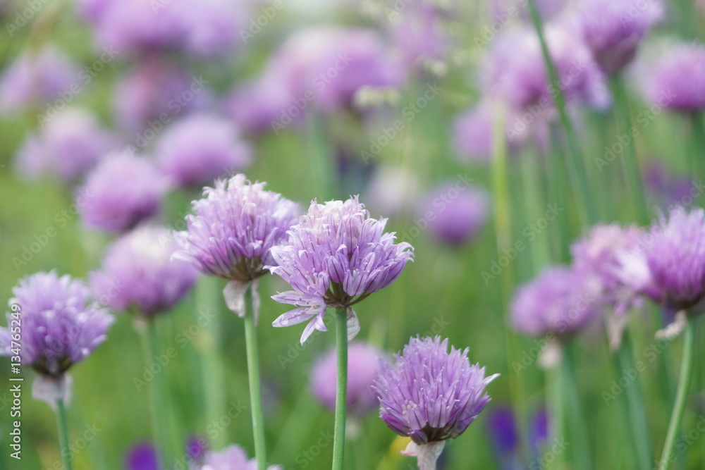 Chives in bloom, many flower buds, Bokeh Chives in bloom, many flower buds, Bokeh