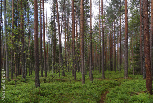 Footpath in a pine forest, a lot of greenery on the ground, straight trunks of pine trees, summer