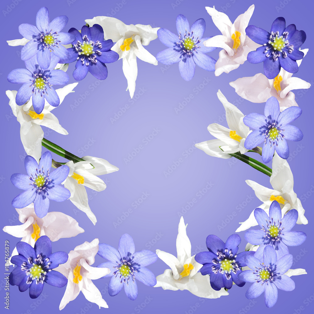 Beautiful spring background with flowers of crocus and hepatica 