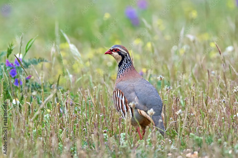 Red-legged partridge (Alectoris rufa) Red-legged partridge (Alectoris rufa)