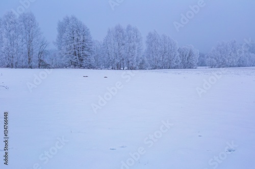 Winter foggy fields near forest landscape © milosz_g