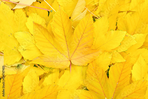 Fall yellow maple leaves close up. Autumn background