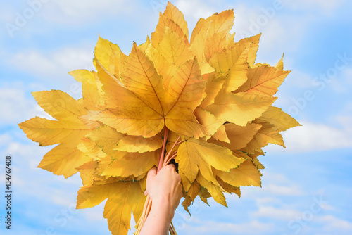 Fall yellow maple leaves bouquet  in the blue sky