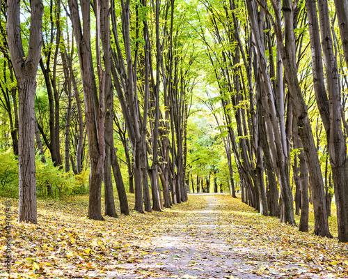 Pathway through the autumn park. Fall season background