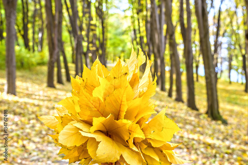 Yellow gold maple leaves on autumn fall trees background