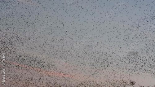 Flock of starlings dance in the winter sky, forming abstract shapes photo