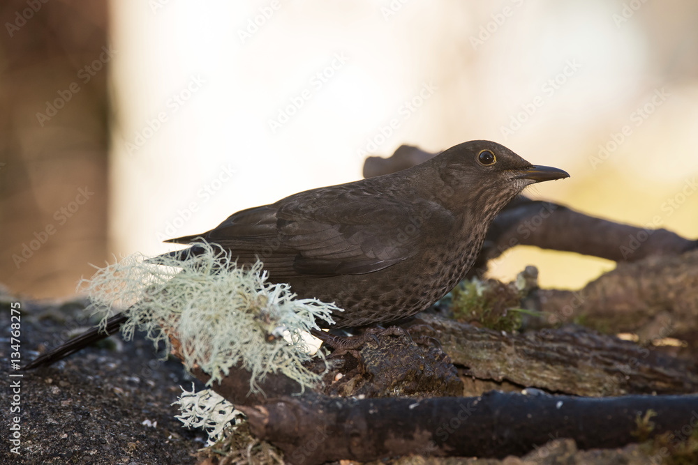 Fototapeta premium Blackbird, Turdus merula