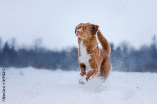 Dog runnig over a stick in nature, winter and snow