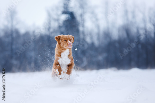 Dog runnig over a stick in nature, winter and snow