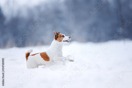 Fototapeta Naklejka Na Ścianę i Meble -  Jack Russell Terrier, small active dog running in field
