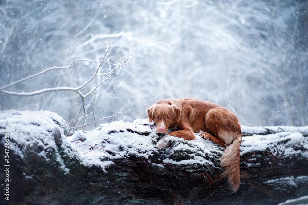 dog in the forest, on tree in winter, dog in the forest, on tree in winter,