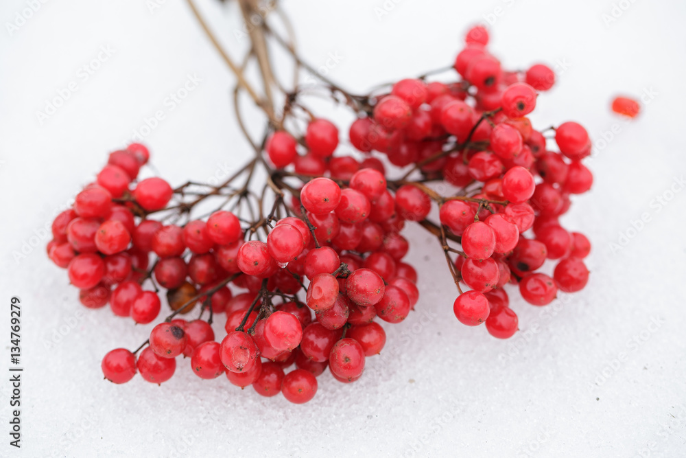 ripe bunches of red viburnum on snow in winter ripe bunches of red viburnum on snow in winter