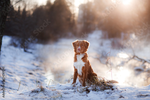 Fototapeta Naklejka Na Ścianę i Meble -  dog Nova Scotia Duck Tolling Retriever outdoors in winter