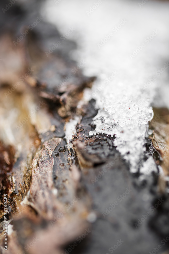snow and frost on tree bark in winter. texture snow and frost on tree bark in winter. texture