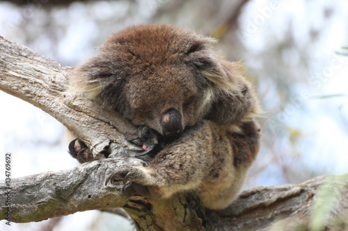 Fototapeta Naklejka Na Ścianę i Meble -  Schlafender Koala / sleeping koala bear