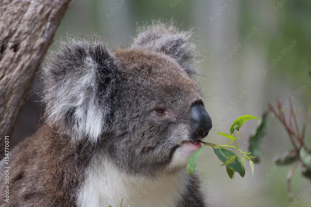 Obraz premium Koala / koala bear