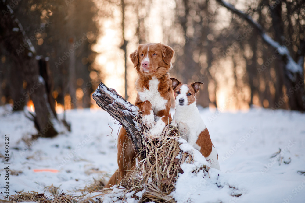 Retriever dog and Jack Russell terrier in the snow