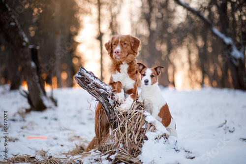 Fototapeta Naklejka Na Ścianę i Meble -  Retriever dog and Jack Russell terrier in the snow