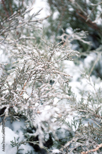 Arborvitae branches in the snow and ice in winter