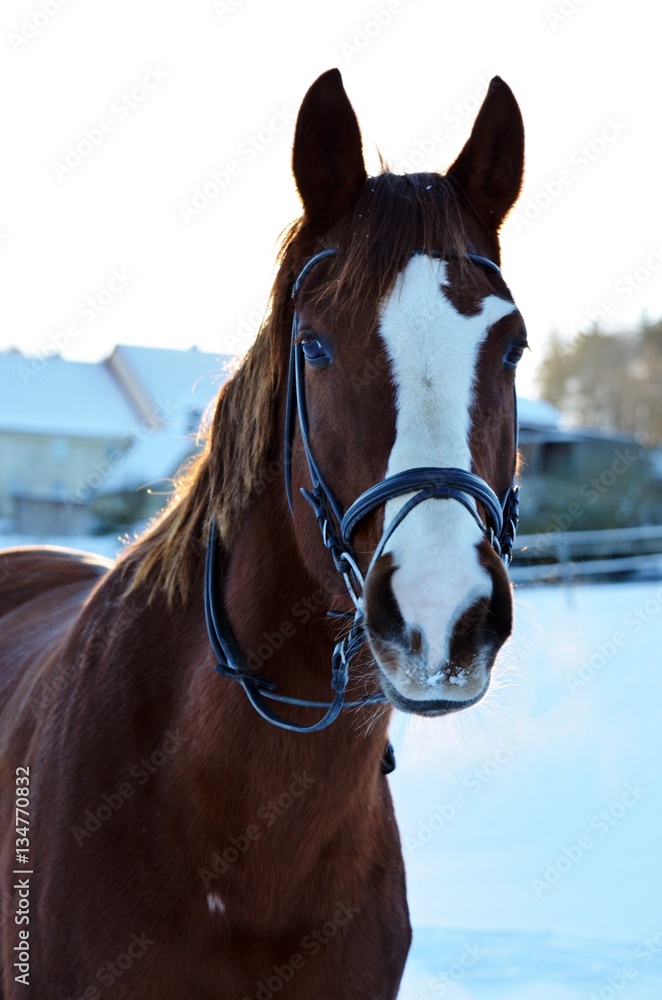 Obraz premium Pferd im Schnee