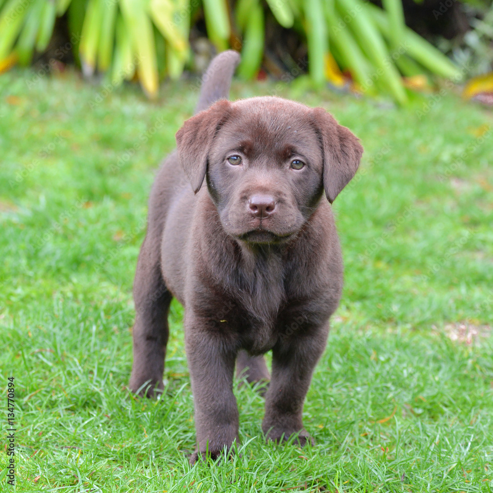 Dog labrador, puppy standing on the lawn 