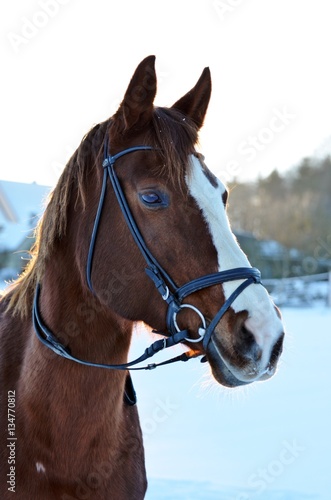 Pferd im Schnee © fornarina87