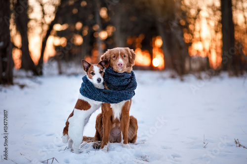 Fototapeta Naklejka Na Ścianę i Meble -  Dog Jack Russell Terrier and Nova Scotia Duck Tolling Retriever