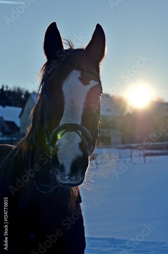 Pferd im Schnee mit Sonne